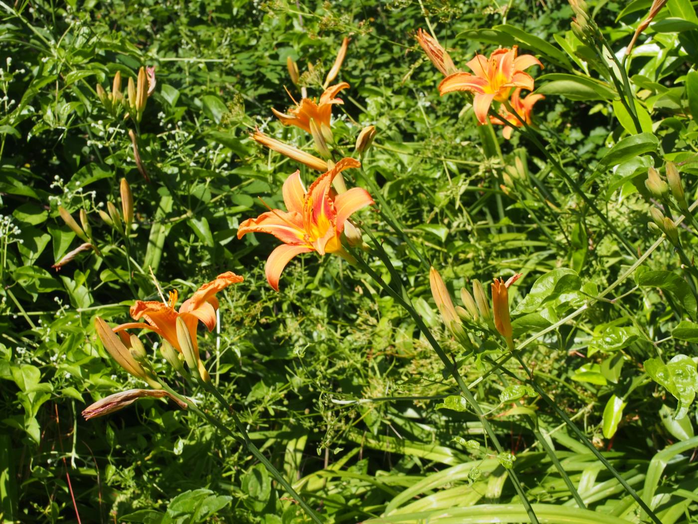 Day-lily, Orange plant